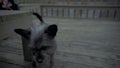 Slow Motion Black Cairn Terrier dog licking on wooden deck Ellijay Georgia