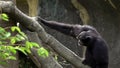 Slow Motion black-furred gibbon running to climbing a tree branches at zoo