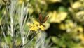 Slow Motion of the blackleg tortoiseshell or large tortoiseshell Nymphalis xanthomelas , a butterfly of the family