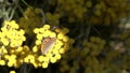 Slow Motion of the blackleg tortoiseshell or large tortoiseshell Nymphalis xanthomelas , a butterfly of the family