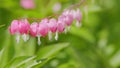 Bleeding heart or lamprocapnos spectabilis, flowers hanging in a line. Slow motion.