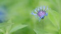 Blue flowers of cornflowers on a background of green grass. Selective focus. Slow motion.