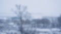 Slow motion bokeh background of snowfall with blurred trees on background Royalty Free Stock Photo