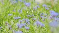 Centaurea montana, is an annual flowering plant in the family asteraceae native to europe. Slow motion.