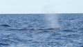 slow motion clip of a humpback whale exhaling at merimbula