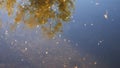 slow motion clip of longhorn caddis at the famous ranch section of the henry's fork river of idaho