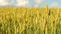 Slow motion close up shot of wheat field waves moved by wind pan nature background