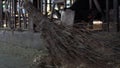 Slow Motion of dairy farmer cleaning a modern stable with a wooden broom