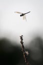 Slow Motion of Dragonfly landing dragonfly in air Royalty Free Stock Photo