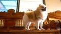 Slow motion enjoy playing fight between Dog and Cat on wood table, 1920X1080 HD.