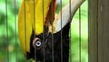 Slow motion female great Indian Hornbill in captivity behind metal bars zoo