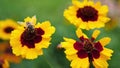 Slow motion footage of a bee gathering polen from a flower