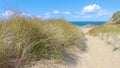 European beachgrass on the Brittany Coastline - Slow Motion