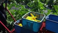 Volunteer work on ecological farm crops.