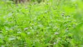 fresh green grass blooms in the morning, affirmation