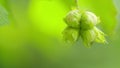 Hazelnuts on a tree grows in the forest. Green food corylus avellana cobnut product plant. Slow motion.