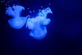 Slow motion Lion's mane jellyfish Cyanea capillata or hair jelly amphipods on lion mane Cyanea capillata Vancouver