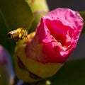 Slow motion macro of a Bee collecting yellow pollen from a Pink Japanese Camellia flower in a Sydney backyard NSW Australia Royalty Free Stock Photo