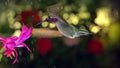 Slow motion male hummingbird visits pink flower on rainy day