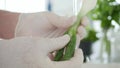 Slow Motion with Man in the Kitchen Wearing Gloves on His Hands Washing Green Onion with Clean Water