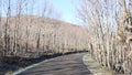 Slow motion, mountain road in winter, trees without leaves