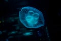Slow motion relaxing view background of a glowing blue color jellyfishes slowly floating in the dark aquarium water Royalty Free Stock Photo