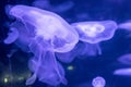 Slow motion relaxing view background of a glowing blue color jellyfishes slowly floating in the dark aquarium water Royalty Free Stock Photo