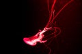 Slow motion relaxing view background of a glowing red color jellyfish slowly floating in the dark aquarium water