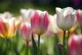 a slow-motion shot of delicate spring tulips blooming in the wind