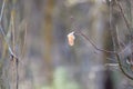 Slow motion shot of light snow falling outside. Bare tree with the only yellow leaf left and water drops on the branches. Dull Royalty Free Stock Photo