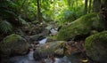 Slow motion timelapse of small river running through Daintree Rain Forest, Australia Royalty Free Stock Photo