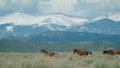 Slow motion tracking shot of galloping horses near a mountain ridge. Dugway, Utah, USA