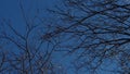 Slow motion of Tree Branches and a Seagull Flight