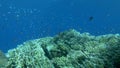 Slow motion, Underwater colorful tropical fishes in coral garden, camera moving forwards. School of tropical fish on coral reef