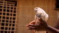 Slow motion video footage of a pigeon flying. A great video of a white dove flying from hand