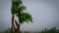 Slow motion video with hail on a green palm tree.