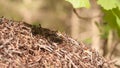 Large anthill with colony of red ants under the oak tree branch in summer sunshine forest on background in slow motion