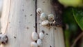 Slow motion view of snails on the tree. Beautiful nature
