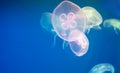 Slow-moving coloful jellyfishes on blue background Royalty Free Stock Photo