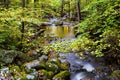 Slow Moving Creek and Fall Leaves