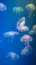 Slow-moving flock of colorful jellyfish, blue background Royalty Free Stock Photo