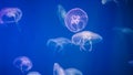 Slow-moving flock of jellyfish blue background Royalty Free Stock Photo