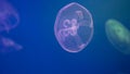 Slow-moving flock of jellyfish blue background Royalty Free Stock Photo