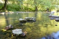 The slow moving stream in a forest Royalty Free Stock Photo