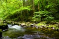 Slow moving stream in Smoky Mountain National Park Royalty Free Stock Photo