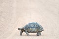 Slow moving tortoise walking across track in South Africa