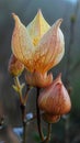 The slow opening of a rare flower that blooms once a decade