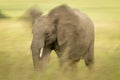 Slow pan of African elephant flapping ears