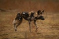 Slow pan of African wild dog trotting Royalty Free Stock Photo