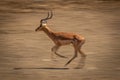 Slow pan of cantering male common impala